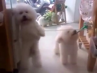 Ce chien est le roi du dancefloor