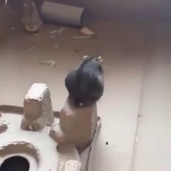 Le hasmster qui voulait voler