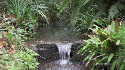 Relaxing sounds to fall asleep to Relaxing water sound of water stream sleep sound