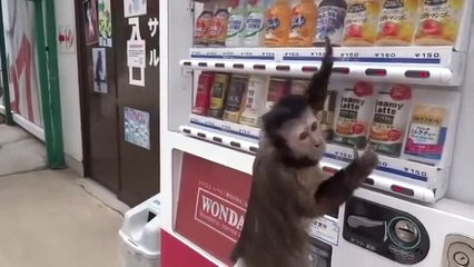 FUNNY ACCIDENT VIDEOS for Fail compilation 2013 funny clips monkey buy a drink funny best vine