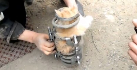 Yavru Kedi Amortisöre Sıkıştı