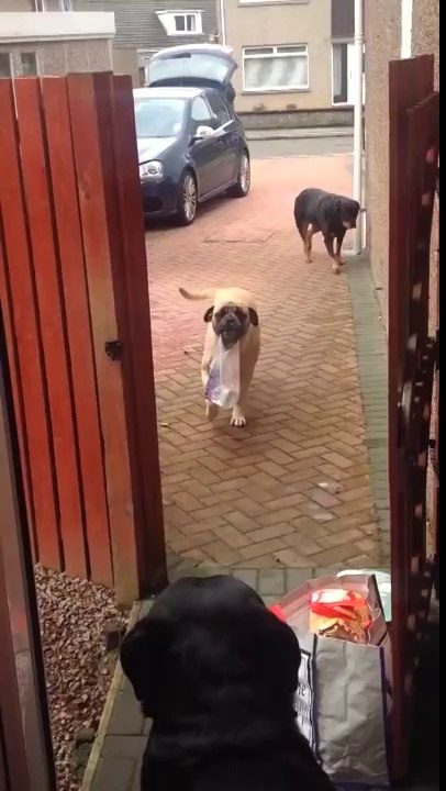 Les chiens qui ramènent les courses de la voiture