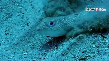 Bu Balığın Yaptığına inanamayacaksınız