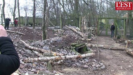 Quatre renards polaires au parc de Sainte Croix dans la zone grand nord