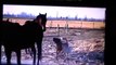 Dogs Playing or Attacking Horses? Bad Lessons - Guy Falls Off Horse For Listening to Girl