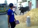 Cow Run Away 2014 _ hahahahaha