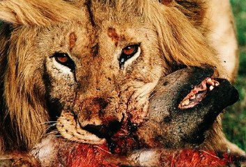 Male Lion Kills a Hyena