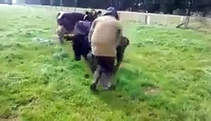 Angry Cow-amazing Video of a Cow- Video Dailymotion