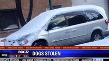 Doggy Daycare Van Carjacked With 6 Dogs Inside