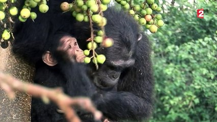 Les chimpanzés à l'honneur au Muséum d'Histoire naturelle