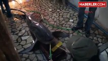 Mersin Ağlara Testere Köpek Balığı Takıldı