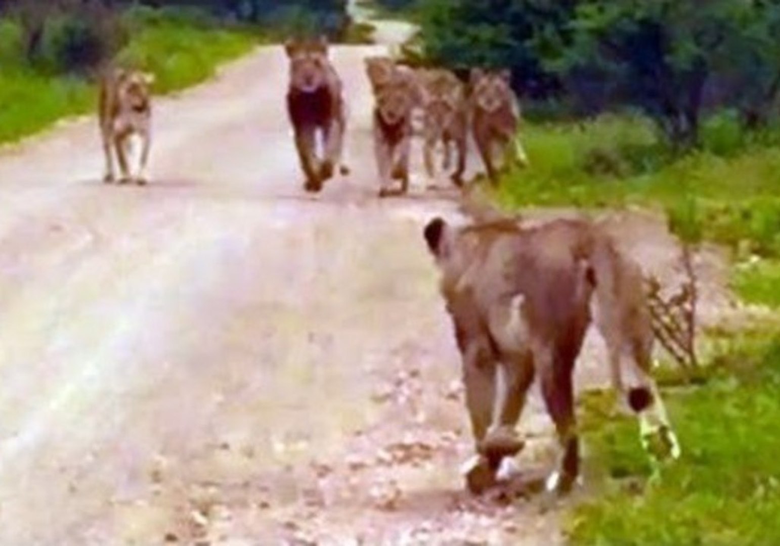 Heartwarming Homecoming for Lost Lioness