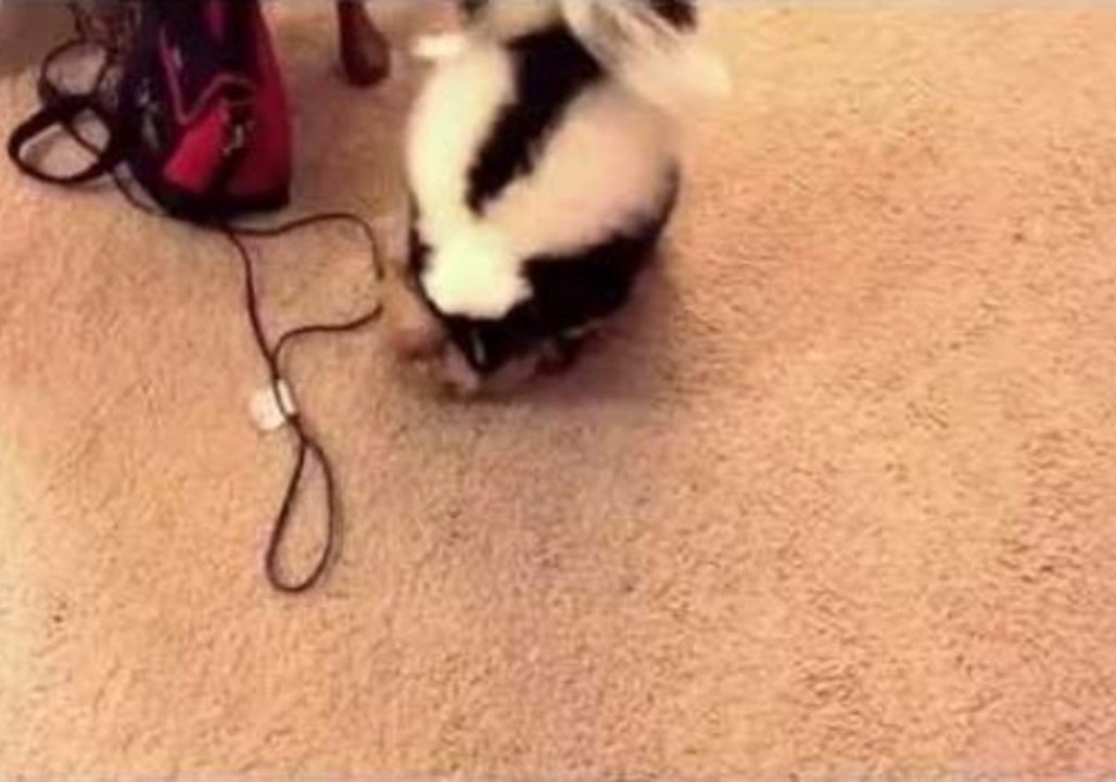 Playing With a Domesticated Skunk