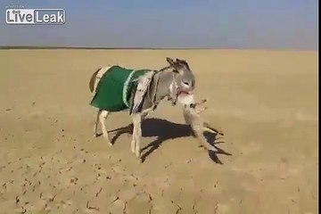 Eşeğe Saldıran Tilki Hayatının Hatasını Yaptı!