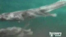 Lion Vs Crocodile