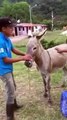 Fatman Trying to Ride Donkey and Falls - Hahaha
