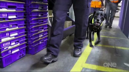 Dog Squad NZ S05E07