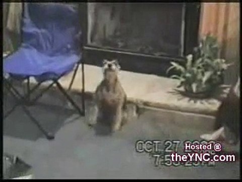 Dancing Animals Comvdosada, Flv, Httpdpvdo, Lol, dancing