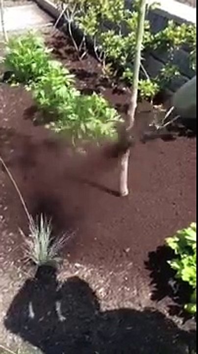 Bark Mulch Blower - Triple Five Quality Wood