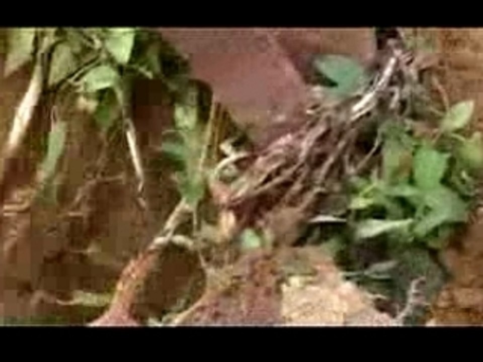 Pierre carles Volem rien foutre al pais