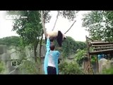 Un panda descend de son arbre pour faire un calin