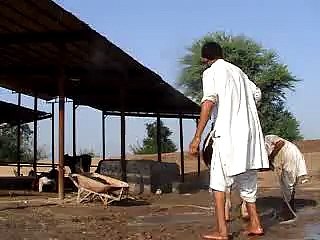 EH dairy farm 419jb  (77) ANIMALS