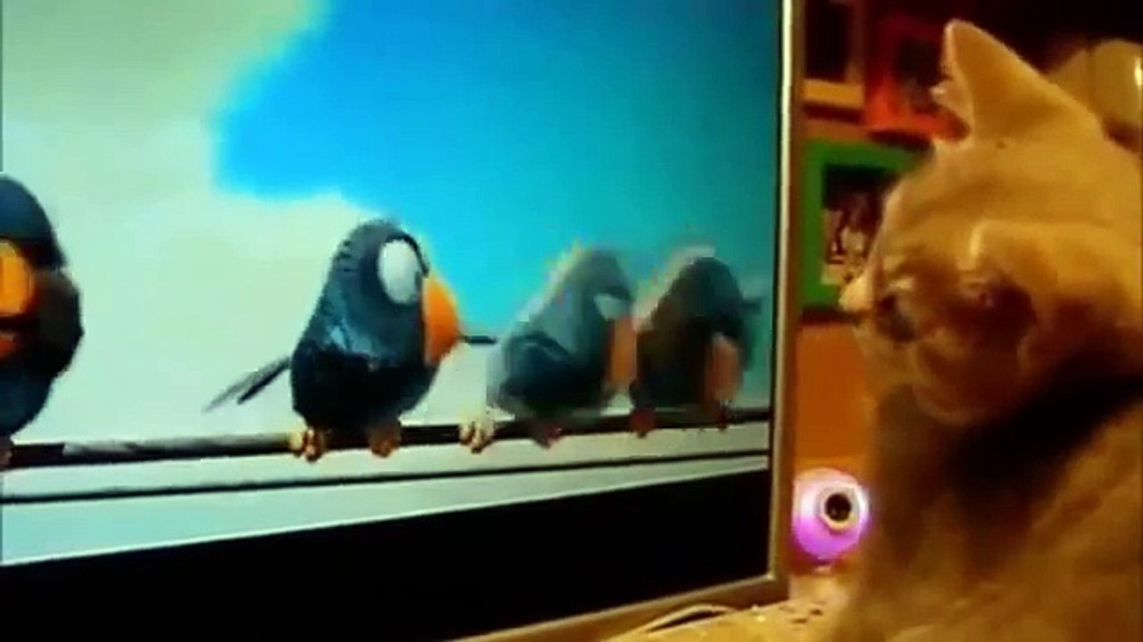 compilation 2014 de chat humour drôle