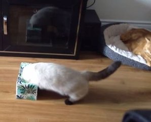 Mira cómo estos gatos se quedan atorados en distintos objetos