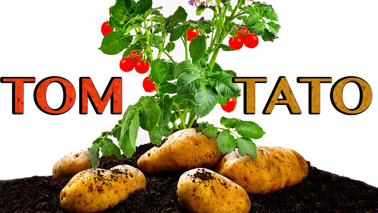 Ketchup 'N' Fries Grafted Tomato-Potato Plant Hits US Gardens This Spring