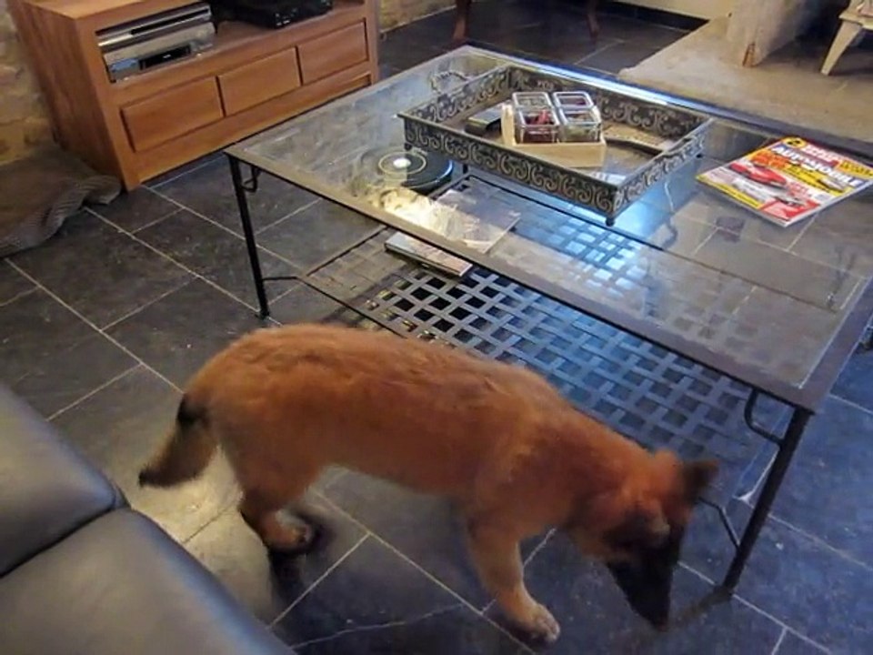 LA CKALIKSOU élevage de Bergers Belges Tervueren