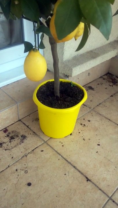 Citrons mur (citronnier)