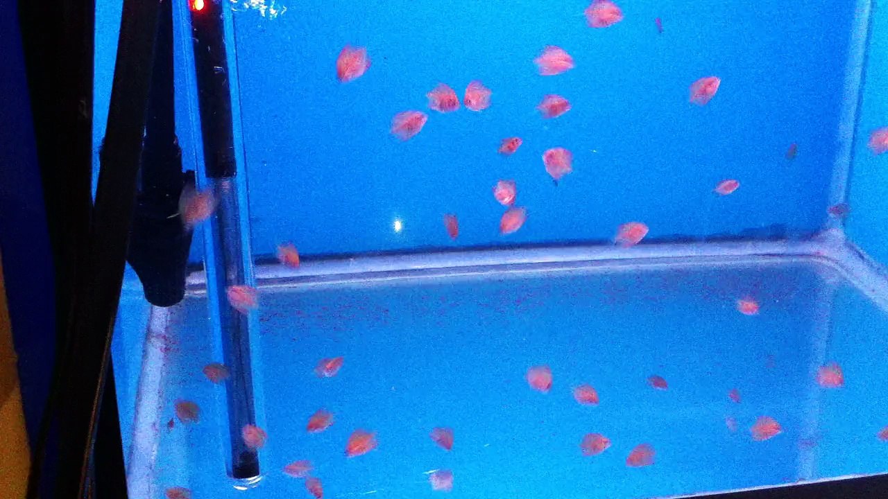 Alevins discus, nage libre, 5ème semaine