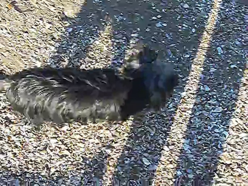 JERRY sur la plage de Cabourg 17 fév.2015