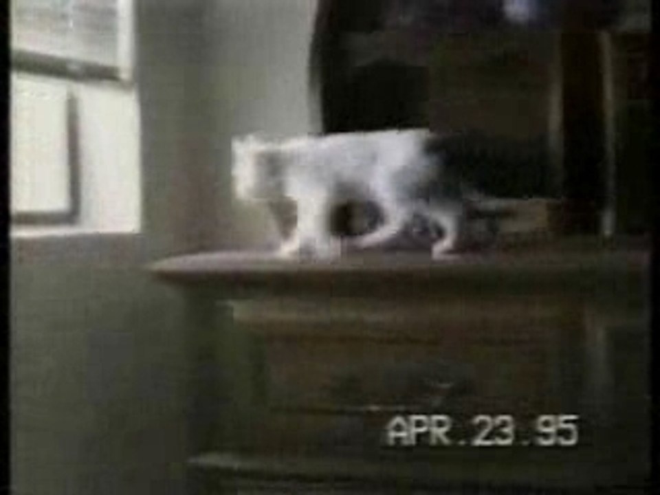 Gatti acrobati