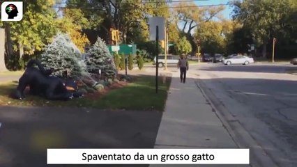 Spaventato da un grosso gatto