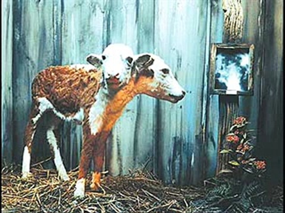 The Miracles of Allah Pour ceux qui ont des Coeurs et des Yeux