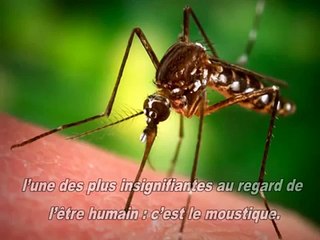 Le #Moustique un autre #Miracle du #Quran / #Coran Sous Titré #Français