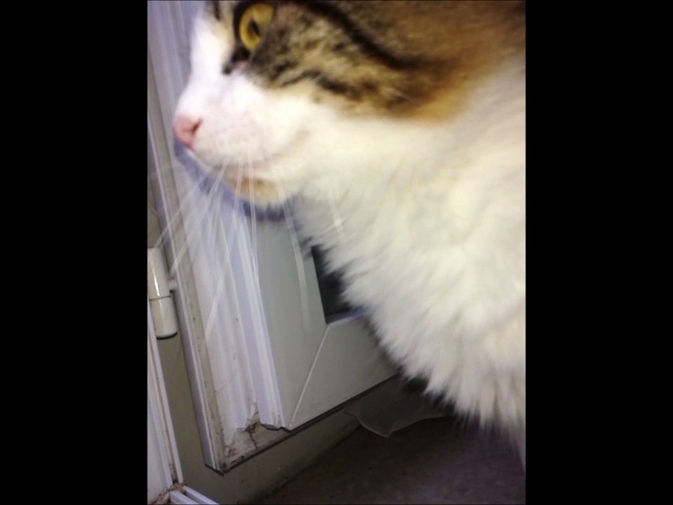 Le chat de la maison est très bavard !