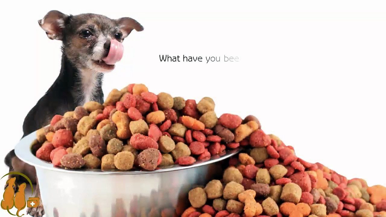 All About Feline Hepatitis And Other Pet Health Tips