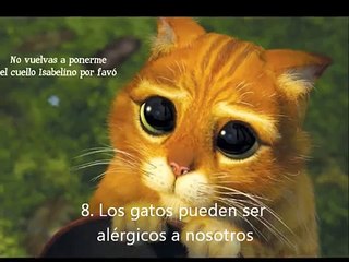 8 Curiosidades Que No Sabías Sobre Los Gatos