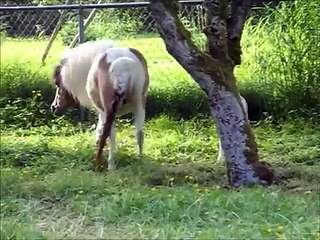 Little Hooves Oberon - One Day Old Miniature Horse Colt (Low)
