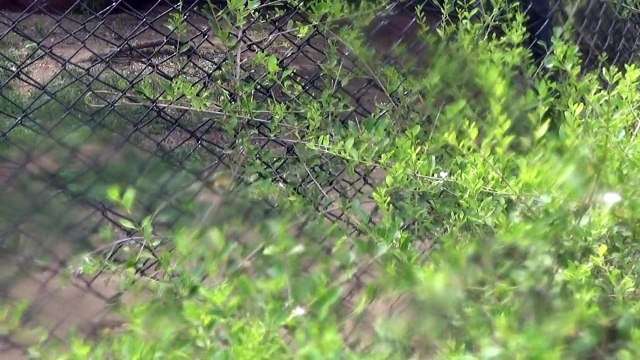 Nehru Zoological Park - Hyderabad - part 7(hynas, tiger,lion)