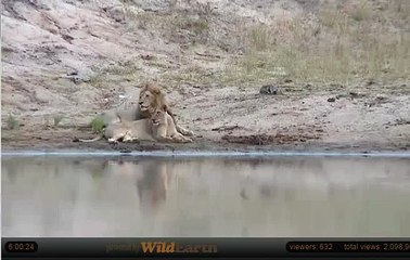 Feb 20 WIldEarth Safari AM Drive:Honeymoon couple lions on the beach