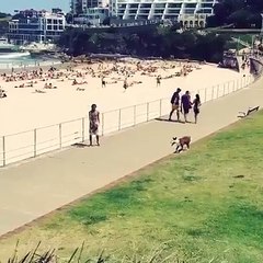 This Dog Is Playing Better Than Most Man