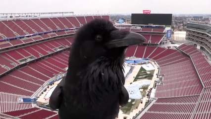 Un corbeau tappe l'incruste sur la Webcam du NHL stadium en construction