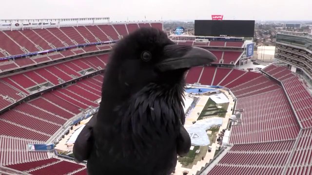 Un corbeau tappe l'incruste sur la Webcam du NHL stadium en construction