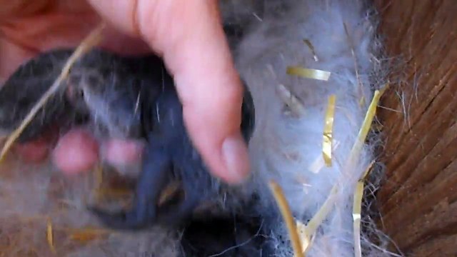 Des bébés lapins d'à peine 2 jours! Trop mignon