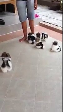 Şirin köpek yavruları