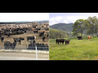 Janweron ki Khorak aur khilanay k Tareeqay Dr.Ashraf Sahibzada