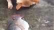 Dog trying to save fish - not able!